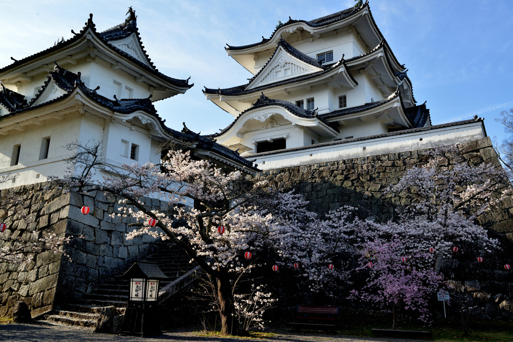 桜の伊賀上野城