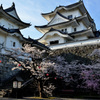 桜の伊賀上野城