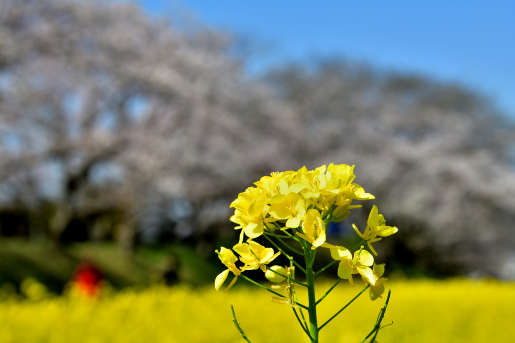 菜の花　古都の彩