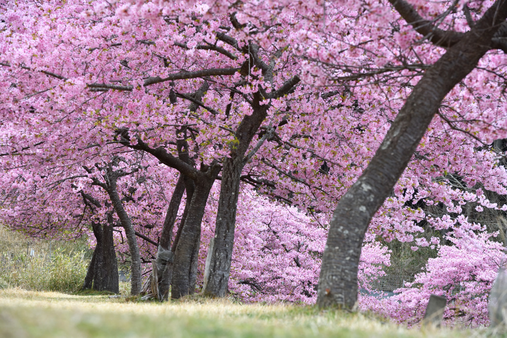 大妻池の河津桜②
