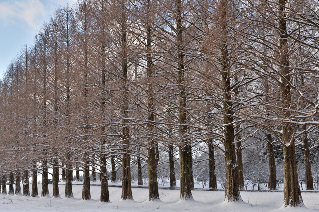 並木は続くよどこまでも