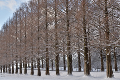 並木は続くよどこまでも