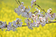 菜の花畑を背に咲く