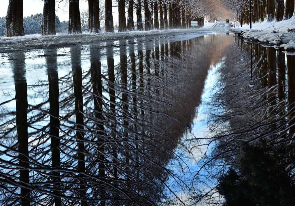 雪のメタセコイア並木　リフレクション