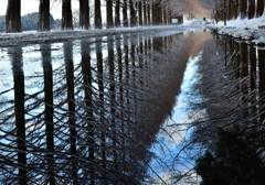 雪のメタセコイア並木　リフレクション