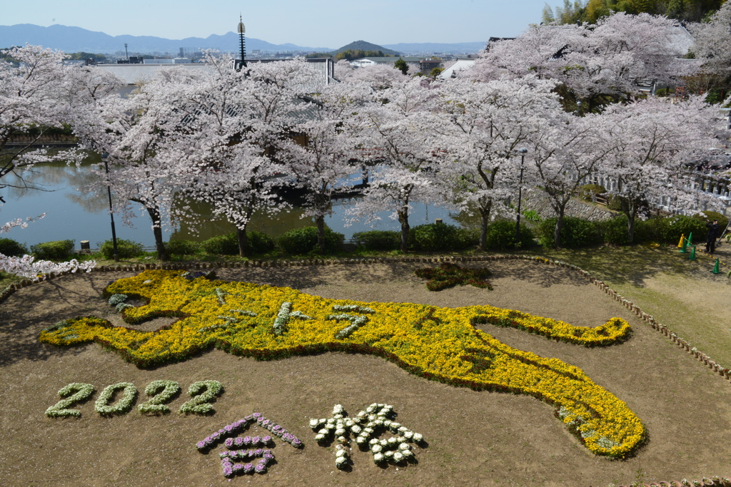 寅さんと桜