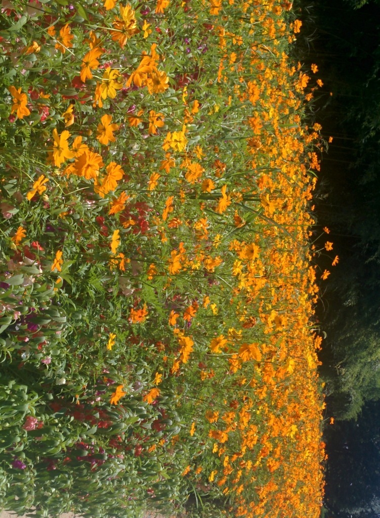 公園