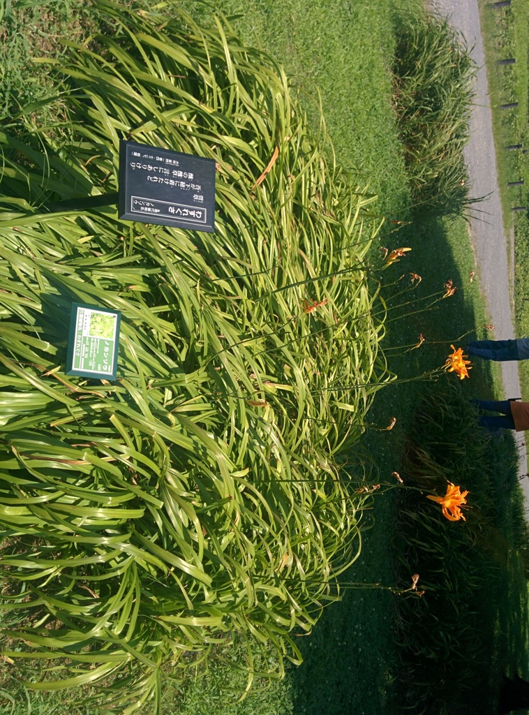公園
