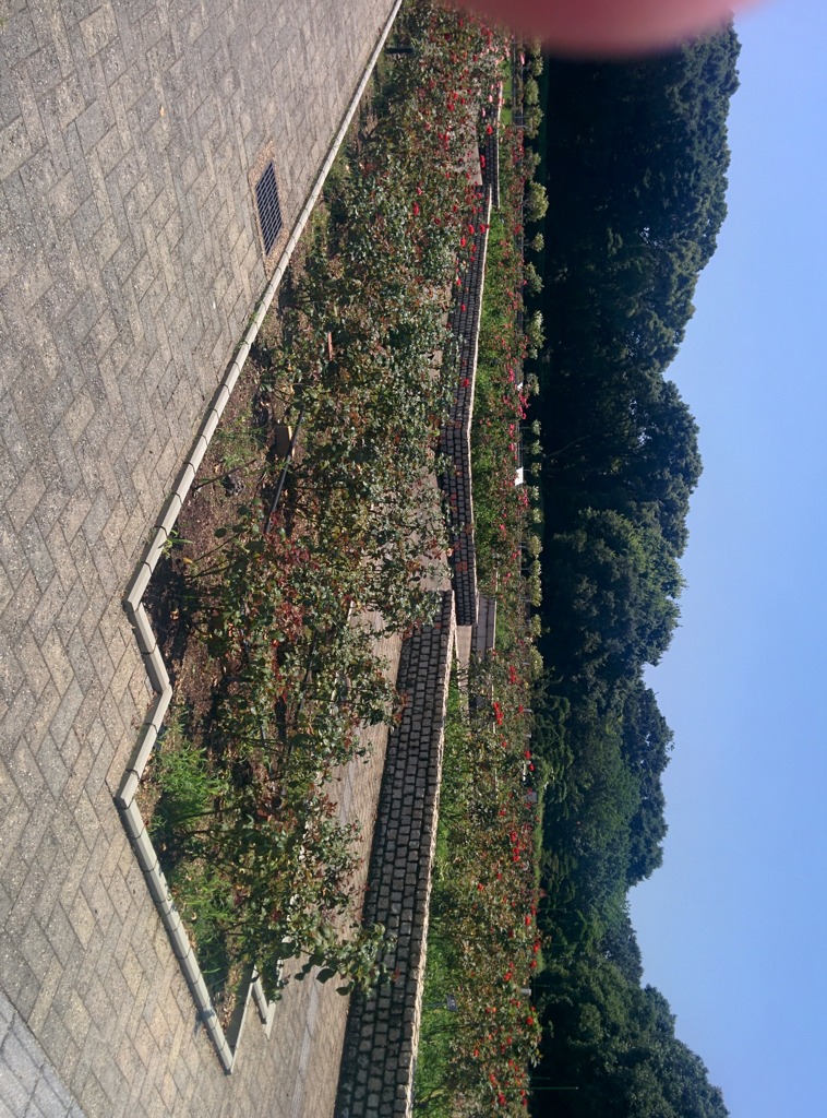 公園