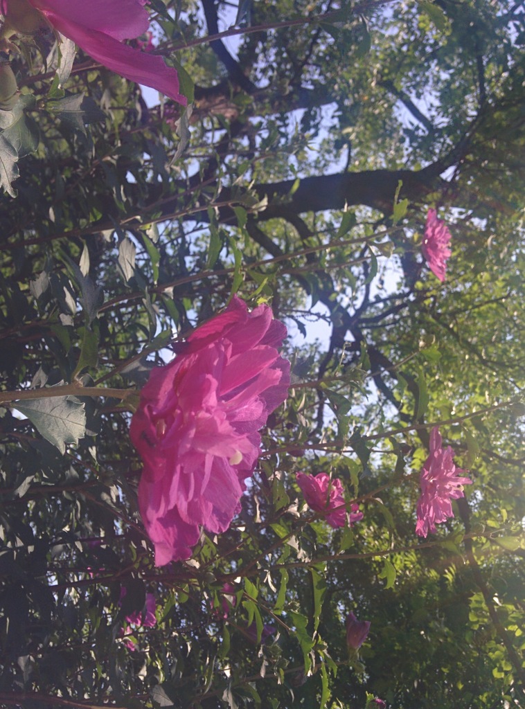 公園