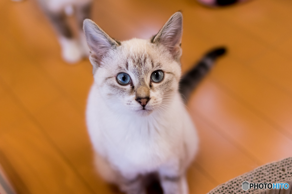 猫カフェ5