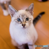 猫カフェ5