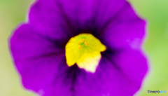 PＵＲＰＬＥ