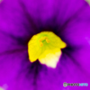PＵＲＰＬＥ