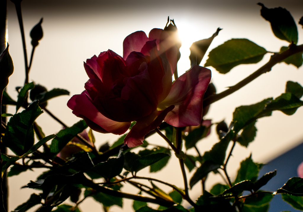 朝日に映える薔薇