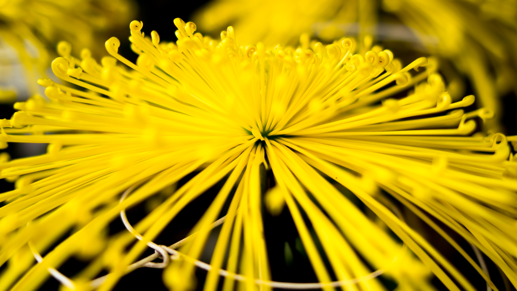 武生菊人形　花火型の菊