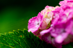 雨に映える紫陽花 Ⅱ