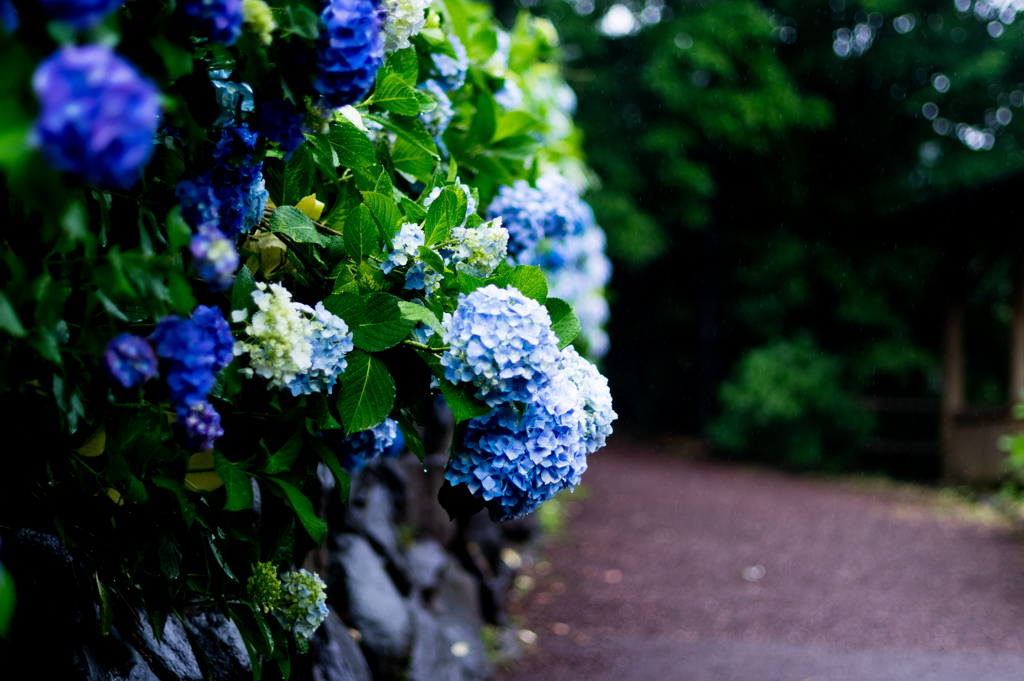 紫陽花のある路