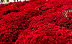 武生菊人形　赤い絨毯