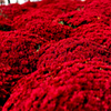 武生菊人形　赤い絨毯