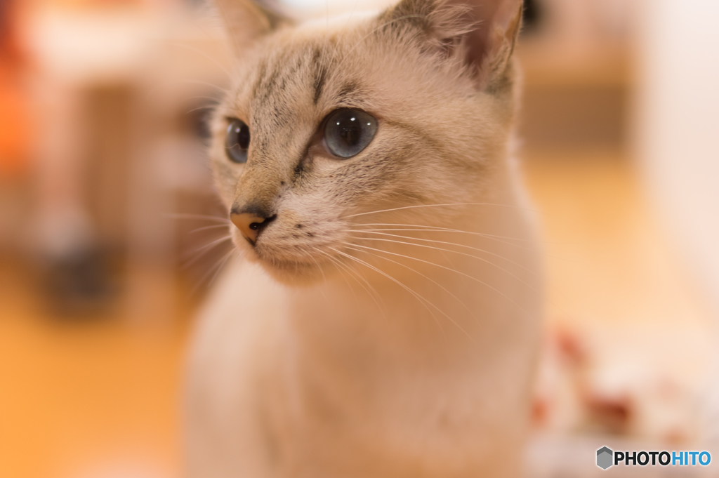 猫カフェ開店１周年記念イベント