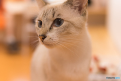 猫カフェ開店１周年記念イベント