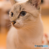 猫カフェ開店１周年記念イベント
