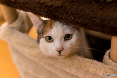猫カフェ1
