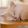 猫カレンダー