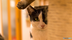 猫カフェ2