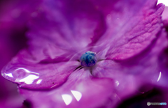 紫陽花2