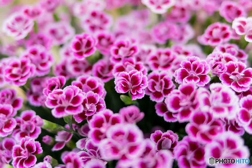 公園の花