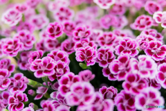 公園の花