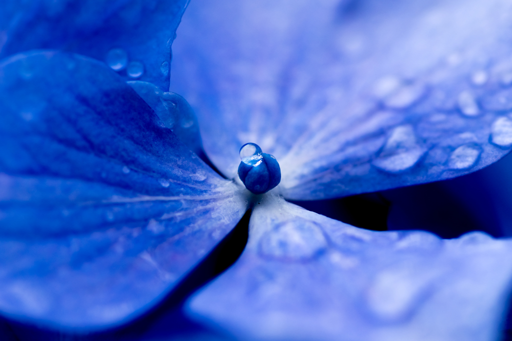 紫陽花4