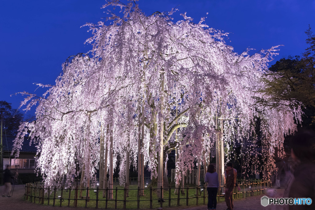 枝垂桜