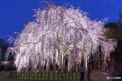 枝垂桜