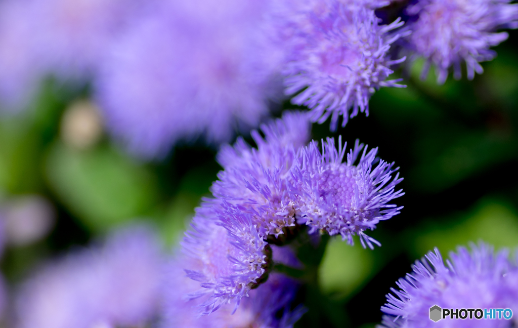 Blur of purple