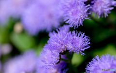 Blur of purple