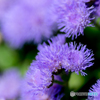 Blur of purple