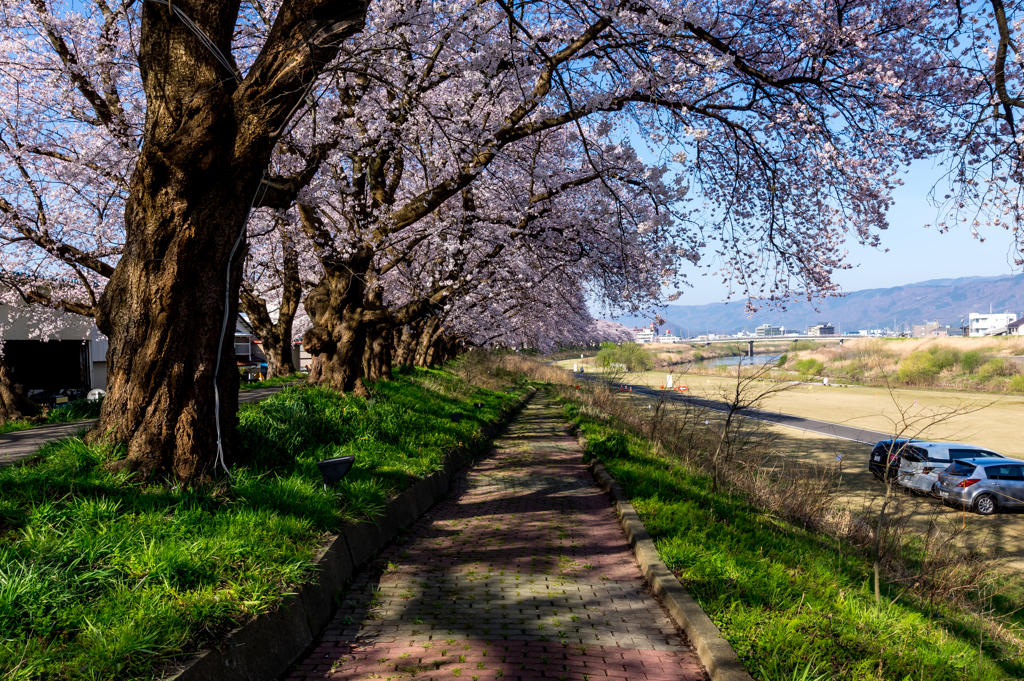 桜天井の坂