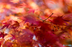 秋風に舞う紅葉