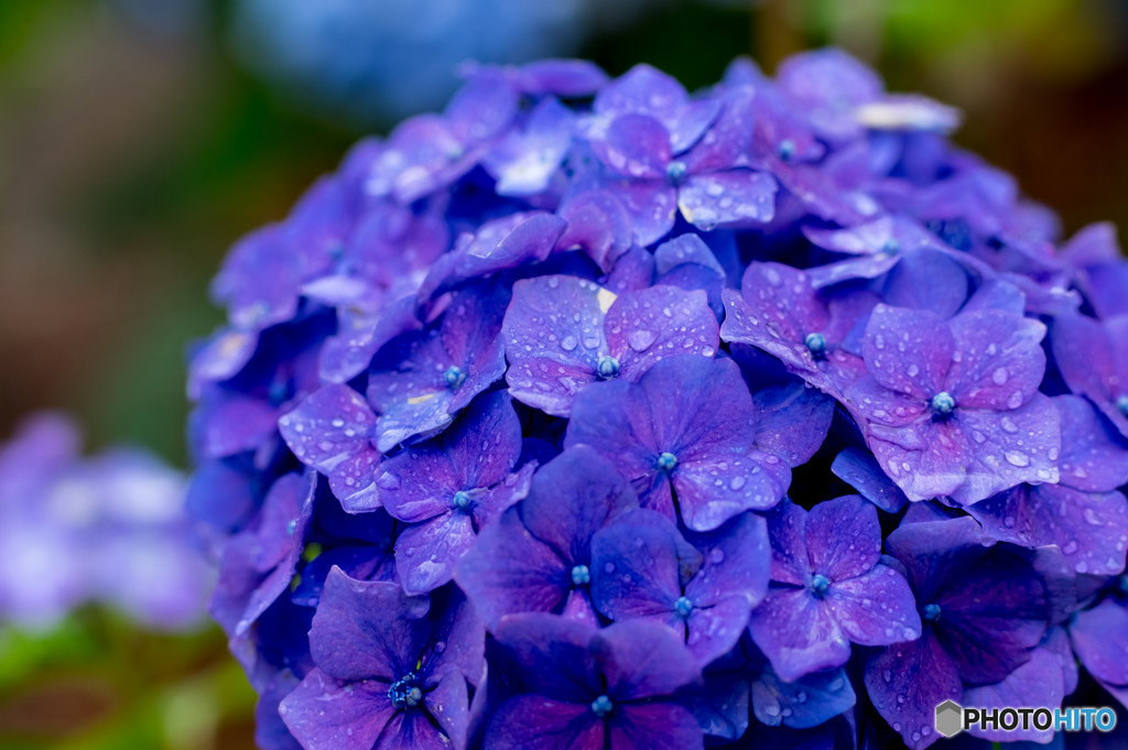 紫陽花1