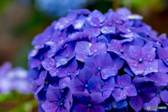 紫陽花1