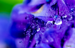 紫陽花と朝露のシンフォニー１