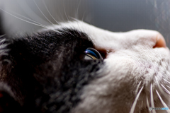 ＣＡＴＳ　ＥＹＥ