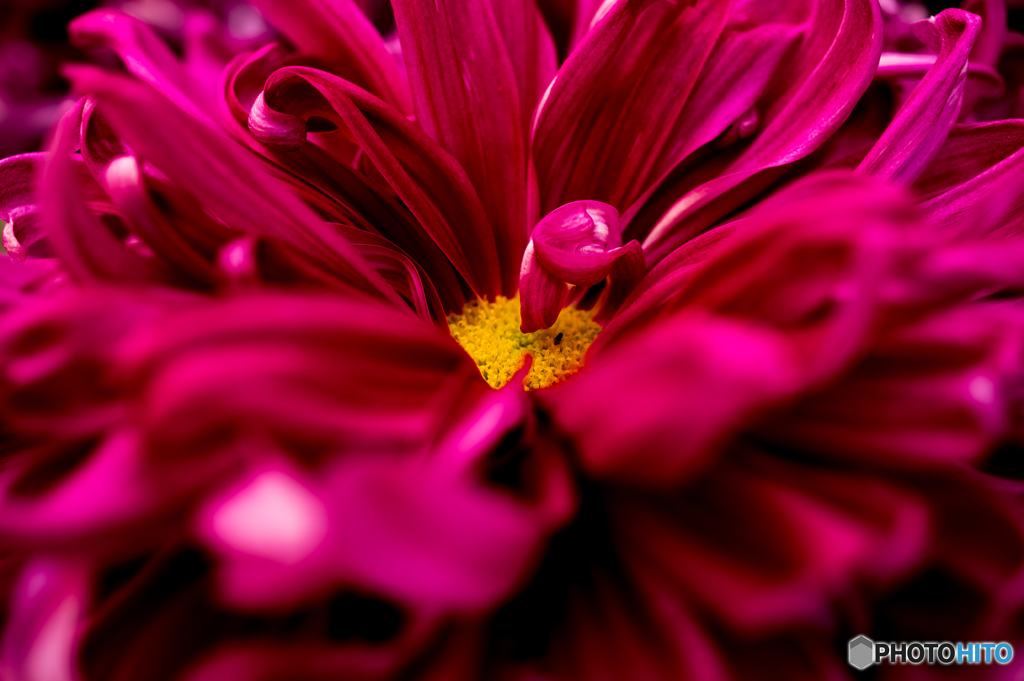 ＲＥＤ