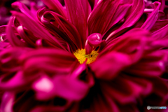 ＲＥＤ