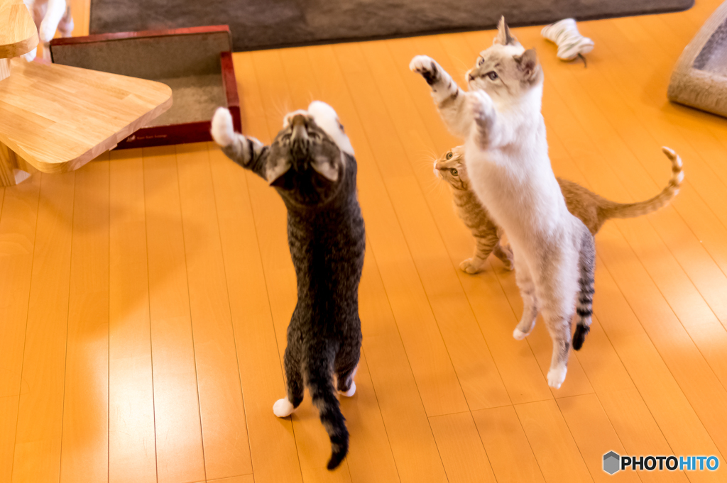 猫カフェ4