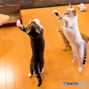 猫カフェ4