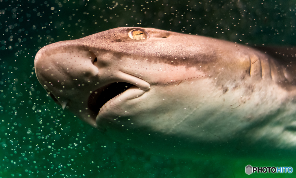 ＪＡＷＳ？